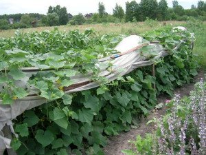 Підвязка огірків у відкритому грунті – даємо більше світла + Відео