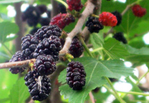 Щеплення шовковиці навесні і інші етапи догляду за деревом + відео