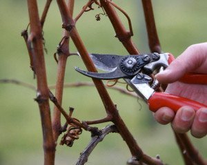 Виноград Кишмиш Запорізький – опис вигідного сорти + Відео