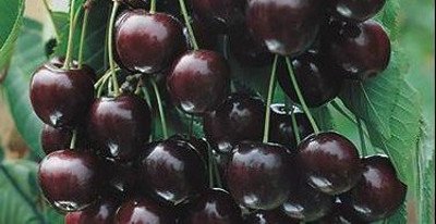 Популярний сорт вишні Шоколадниця   опис, історія селекції, фото