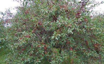 Молода вишня Десертна Морозова   популярний сорт