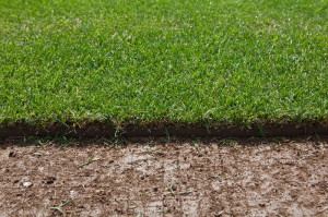 Спортивний газон – грамотна підготовка майданчика для спорту + відео