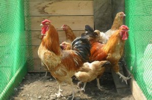 Полтавські кури: висока продуктивність і невибагливість змісту. Фото і опис.