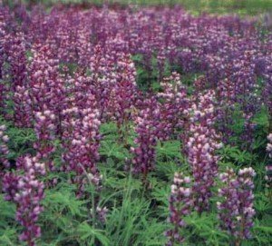 Вирощування суниці у відкритому грунті – ази для новачків + відео