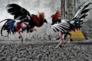 Староанглийские бійцівські кури: спортивна порода, що не вимагає особливої опіки