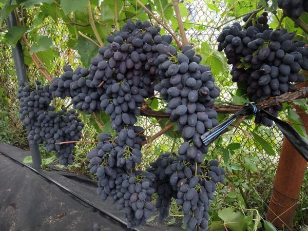Виноград Кодрянка: опис сорту, фото, характеристики, посадка і догляд