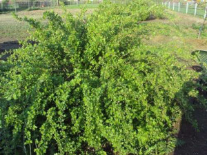 Догляд за агрусом навесні – посадка й обрізка для великого врожаю + відео