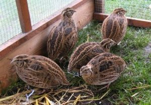 Утримання перепелів у домашніх умовах: технологія розведення, умови утримання та годівлі