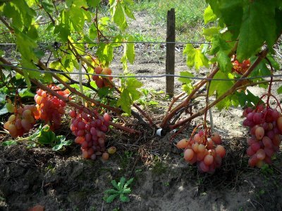 Виноград Нащадок Ризамата: докладний опис стійкого сорту і фото