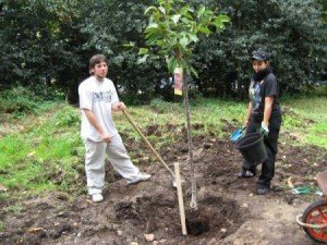 Догляд за черешнею навесні – посадка саджанців, добриво і обрізка + Відео Догляд за черешнею навесні – посадка саджанців, добриво і обрізка + Відео