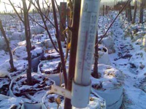 Зимова щеплення винограду ручкою – для чого проводимо? + відео