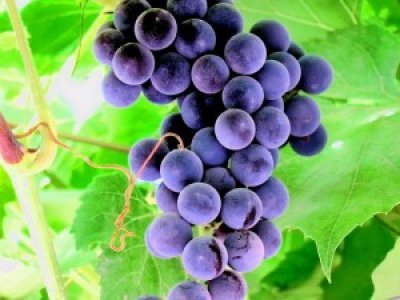 Виноград Серпня: опис сорту, характеристики, хвороби і шкідники, фото