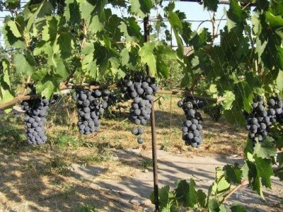 Виноград Фавор: опис сорти, хвороби, шкідники, характеристики і фото