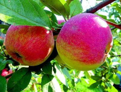 Яблуня Мантет: опис та фото сорти, догляд та захист від шкідників