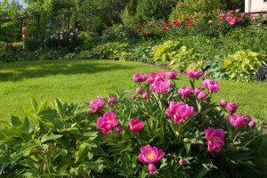 Посадка півоній навесні – можна пересаджувати їх в цей час року? + відео