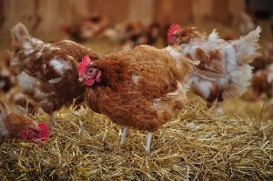 Інфекційний ларинготрахеїт у курей: один птах наражає на небезпеку всіх!