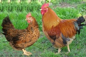 Порода курей Кучинские ювілейні   на забій з трьох місяців