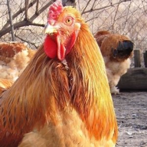 Авітаміноз B1 у курей призводить до порушення головних життєвих процесів