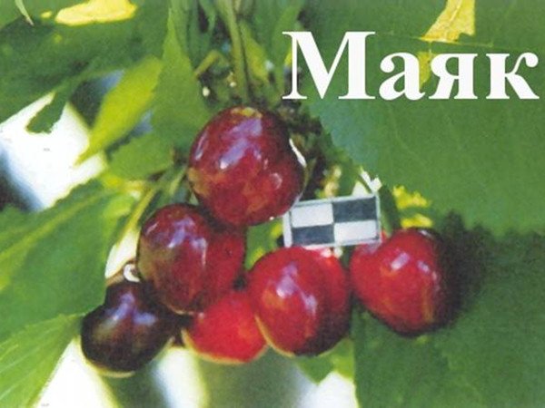 Вишня Маяк   довгожитель серед вишень, опис сорту та фото