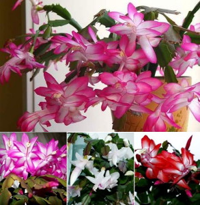 Квітка Різдвяник – догляд та вирощування + Відео