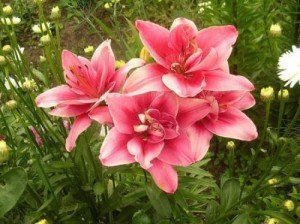 Посадка лілій навесні – у чому переваги весняної посадки? + відео