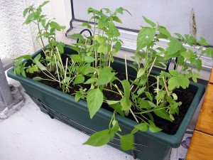 Оформлення балкона квітами: як зробити оранжерею на лоджії + відео