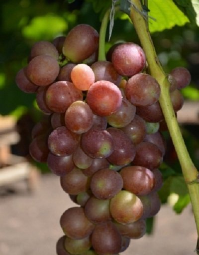 Виноград Корольок: опис сорту, хвороби і шкідники, фото