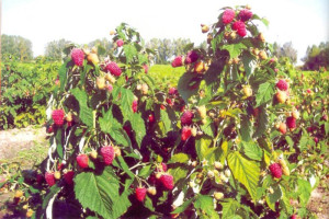 Обрізка малини навесні – що потрібно зробити для гарного врожаю? + Відео