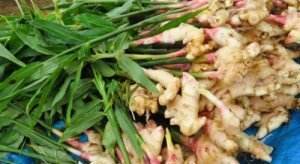 Імбир – вирощування у відкритому грунті для всієї родини + відео Імбир – вирощування у відкритому грунті для всієї родини + відео