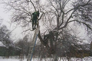 Обрізка плодових дерев восени і навесні починаючому садівникові + Відео