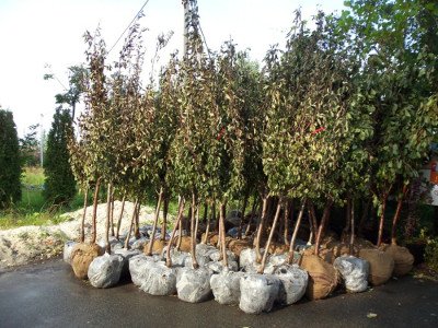 Сорт яблуні Уралець   стійкий до багатьох захворювань і морозів