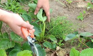 Підгодівля полуниці після збору врожаю – підготовка до зими + Відео
