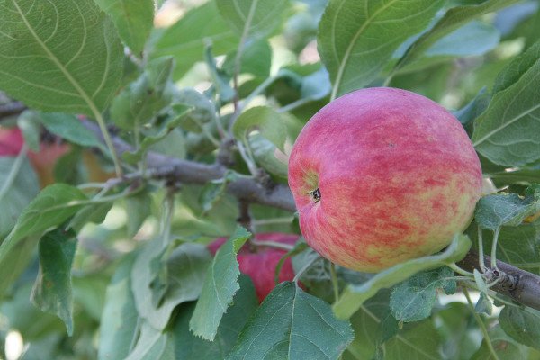 Яблуня сорту Квінта: чим хороша, як садити, які особливості?