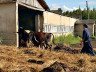 Як побудувати сарай для биків – зводимо будинок для великої худоби + Відео