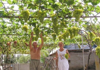 Виноград Лора: опис сорту, посадка, вирощування, догляд, шкідники та фото