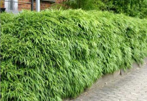 Жива огорожа на дачі – основи обрізки та стрижки + Відео