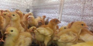 Кури породи Угорський Велетень: великі і стійкі