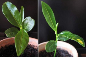 Квітка кратон – догляд для нормального розвитку і росту квітки + відео