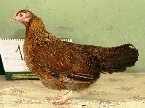 Кури породи Карликовий Вельзумер: домашні улюбленці для дачі