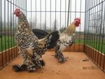 Лейкоз у птахів: будьте обережні! Лікування немає...