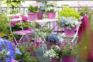 Оформлення балкона квітами: як зробити оранжерею на лоджії + відео