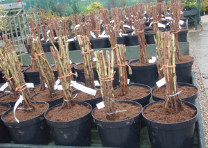 Посадка малини навесні – закладаємо урожайний малинник + Відео