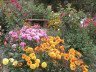 Декоративні рослини, назви й фото кольорів + Відео