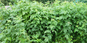 Посадка малини навесні – закладаємо урожайний малинник + Відео