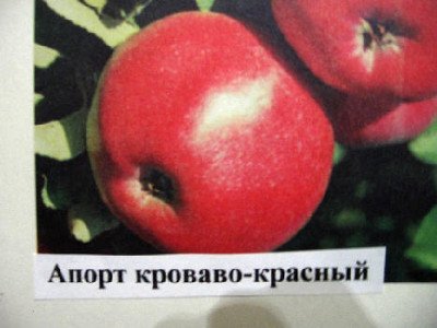 Яблуня Апорт Криваво червоний підходить для вирощування в приватних садах