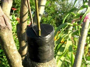 Щеплення яблуні навесні – перевірені методи + Відео