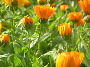 Календула – лікувальні властивості і протипоказання рослини + відео