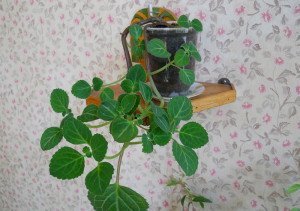 Мята кімнатна – корисні властивості плектрантуса і догляд за ним + Відео Мята кімнатна – корисні властивості плектрантуса і догляд за ним + Відео