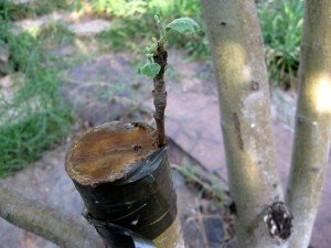 Щеплення персика – як обзавестися південним фруктом на своїй дачі? + Відео