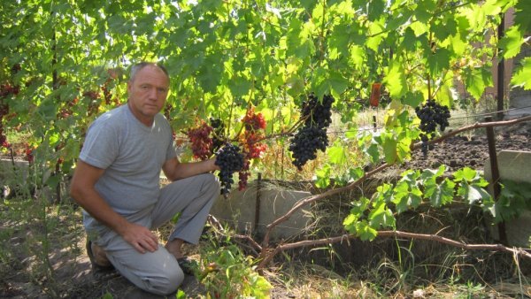 Виноград Надія АЗОС: опис сорту, фото, характеристики і боротьба з шкідниками